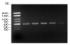 PCR Master Mix, 2X, lyophilised