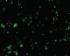 FL Hela-GFP-20X cell-imager