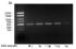 PCR Master Mix, 2X, lyophilised