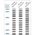 Einzelgewebe-Immunoblots – Mehrere Spezies